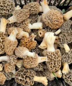 Morel Shrooms