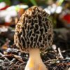 Morel Shrooms