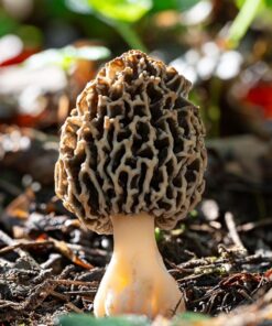 Morel Shrooms