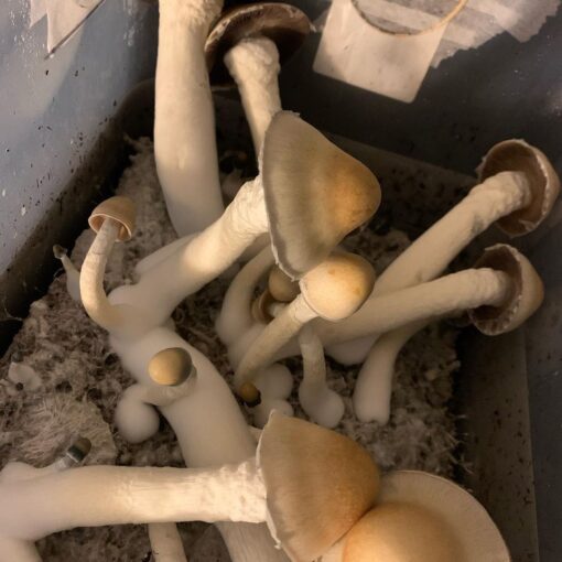 Penis Envy Shrooms