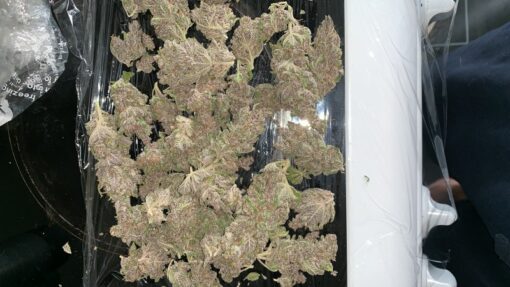 GS Cookies